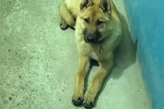 Объявления о пропавших и найденных животных, Свердловская область, фото: Щенок найден: Рефтинский, Свердловская обл.