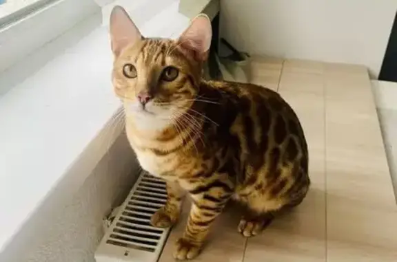 Пропала кошка, Орджоникидзе 18, Верхняя Пышма