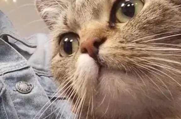 Найдена кошка, Барнаул, фото: Кошка найдена: Новгородская 20, Барнаул