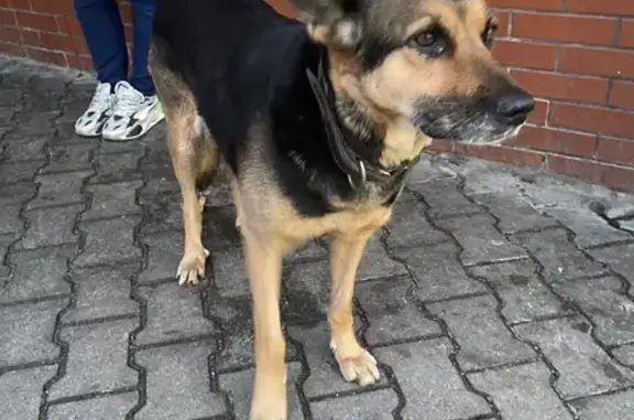 Собака найдена: Пролетарская 133, Калининград