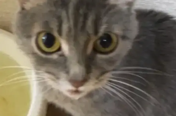 Кошки потеряшки, Ульяновск, фото: Потеряшка кошка, Отрадная ул., Ульяновск