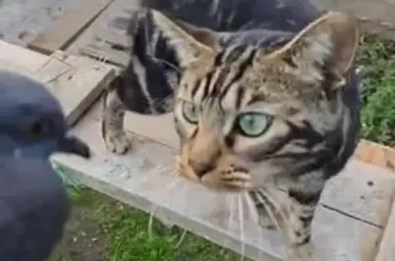 Пропала кошка, ул. Пушкина 7, Каспийск