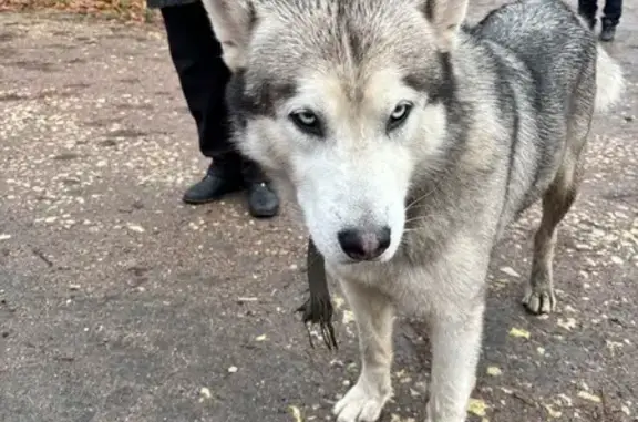 Найденные животные Гатчина, фото: Хаски найдена: ул. Леонова, 1 к1, Гатчина