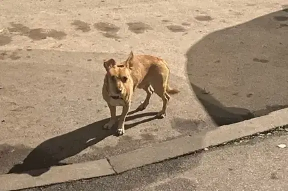 Найдена собака, Новочебоксарск, фото: Рыжая собака найдена на Воинов-Интернационалистов, 23
