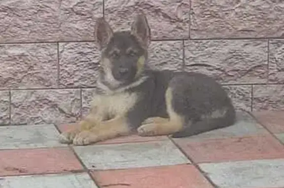 Пропала собака, Школьная ул. 30, Анжеро