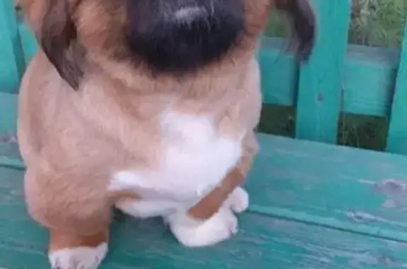 Пропала собака, ДТП, Ставропольский край