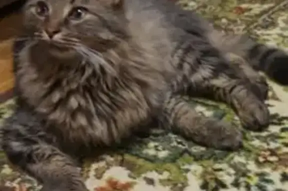 Пропала кошка, Народная ул. 6, Всеволожск