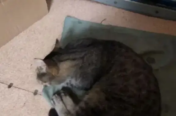 Найдена кошка, , фото: Крупная кошка найдена на Шоссейной, 27/1