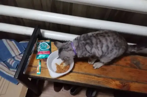 Найдена кошка, Тамбов, фото: Найдена кошка, ул. Дегтярёва, Тамбов