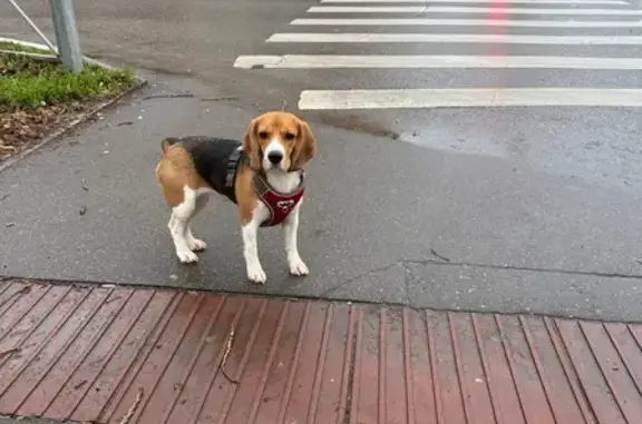 Найдена собака, Тула, фото: Собака найдена: ул. Д. Ульянова, Тула