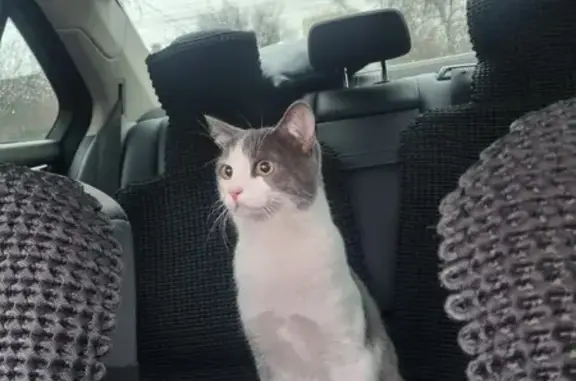 Пропал бело-серый кот, 1-й Кольский пер.