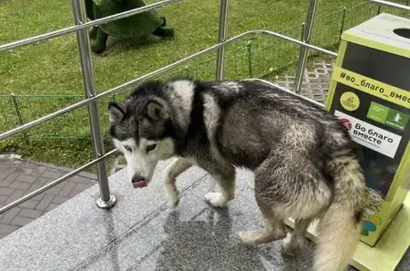 Найдена собака, Казань, фото: Собака найдена у офиса на Аббасова, 11