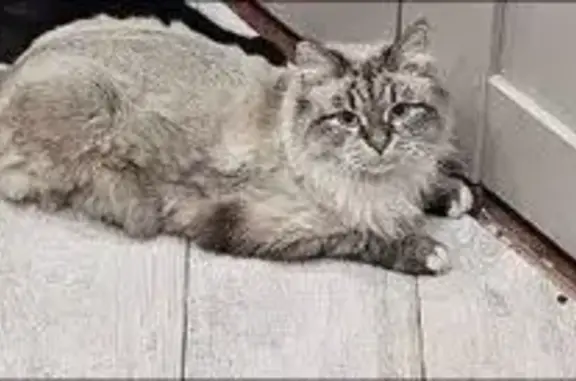 Кошки потеряшки, Иркутск, фото: Потеряшка кошка на Киренской 4, Иркутск