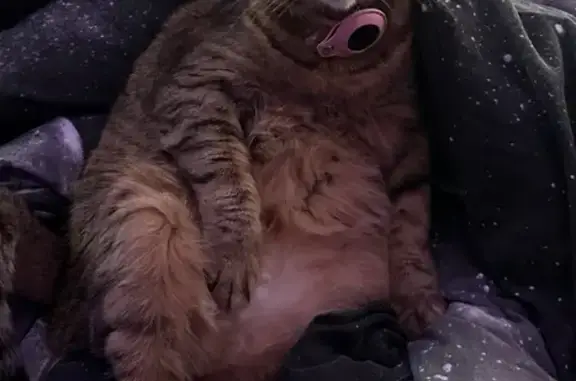 Пропала кошка, Первомайская 3В, Симферополь