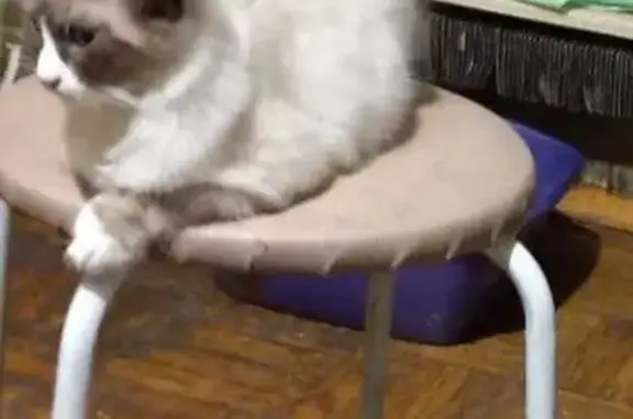 Пропала кошка, Пушкино, МО