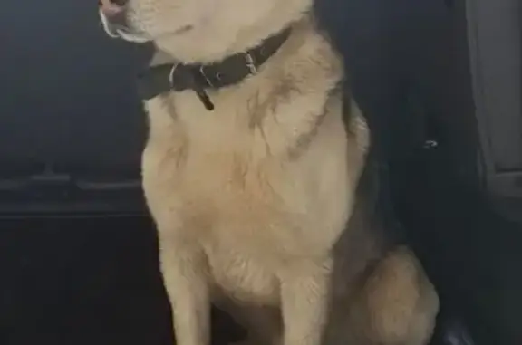 Пропала собака в Орловке, Томская обл.