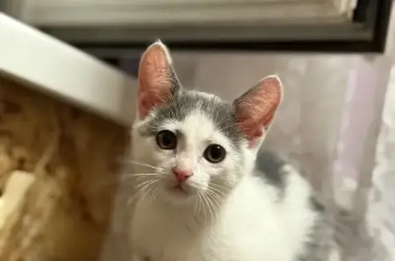 Ласковая кошка найдена, Берёзовая Роща 9/2