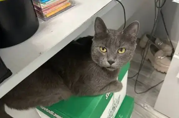 Пропала кошка, 