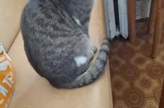 Пропала кошка, Курганская ул., Курган