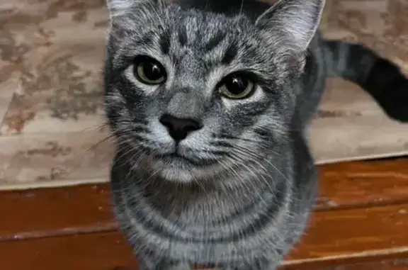Кошки потеряшки, Вятские Поляны, фото: Потеряшка кошка, Некрасова 25, Вятские Поляны