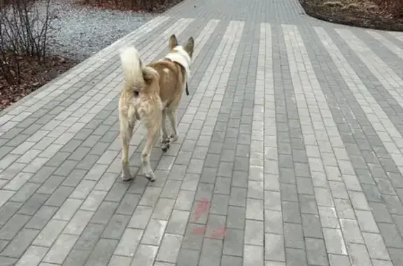 Найдена собака, ул. Республиканец, Тюмень