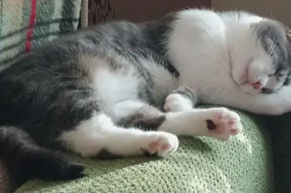 Пропала кошка, Северная ул. 3А, Северская