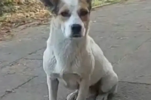 Пропала собака, СНТ Работников Культуры