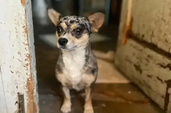 Найдена собака, Ставрополь, фото: Собака найдена: Белорусская ул., Ставрополь
