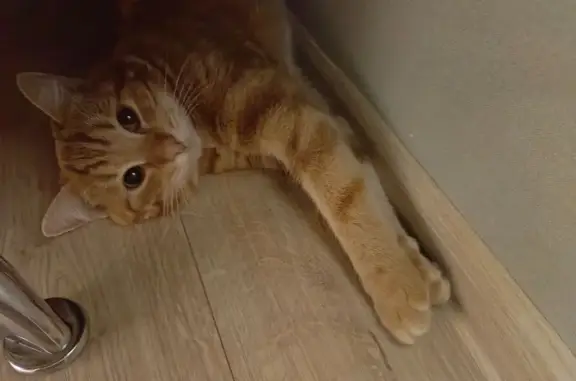 Найдена кошка, , фото: Крупный рыжий кот найден на Тимирязева, 5