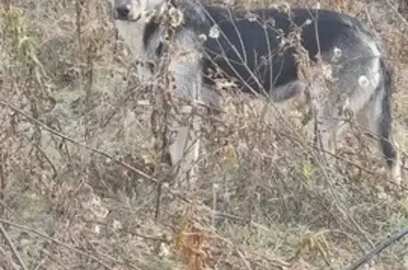 Собака найдена: Красноярск, Красноярский кр.