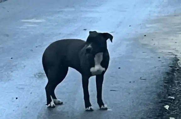 Найдена собака, , фото: Найдена собака: Заливной пер., Бабяково