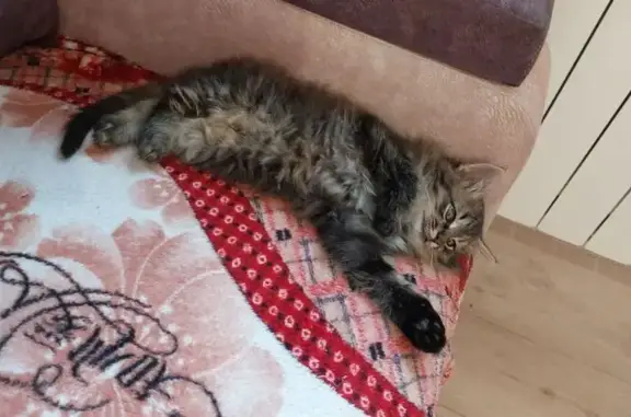 Кошки потеряшки, Ульяновск, фото: Потеряшка кошка, ул. Прокофьева, Ульяновск