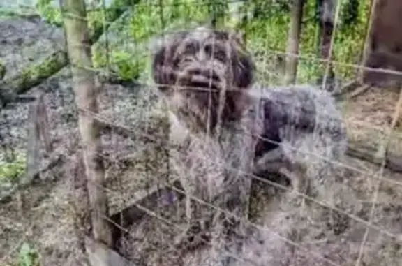 Пропала собака на 2-й Светлой в Пензе