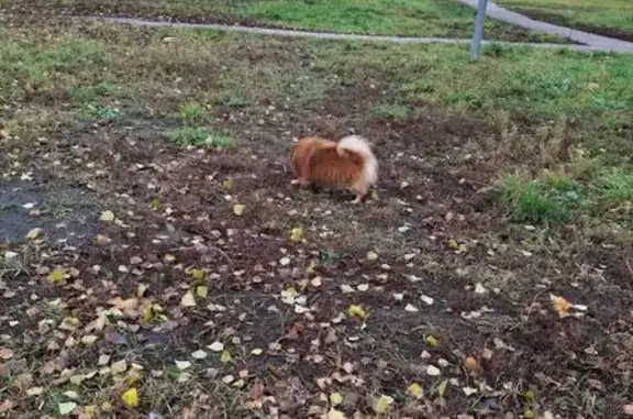 Найдена собака, Нижний Новгород, фото: Собака найдена: Волжская наб., 8 к3, НН