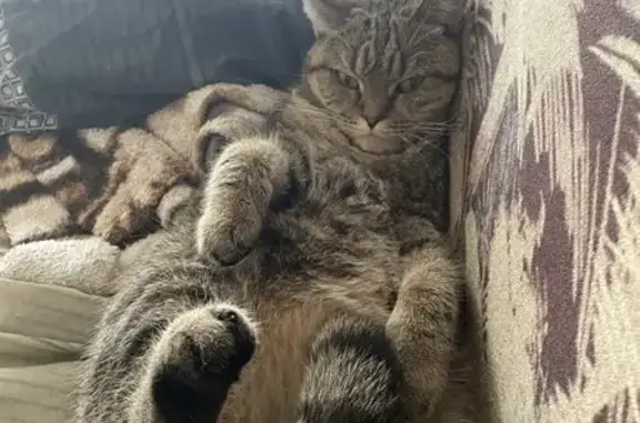 Кошки потеряшки, Новотроицк, фото: Потеряшка кошка, Зелёная ул. 77, Новотроицк