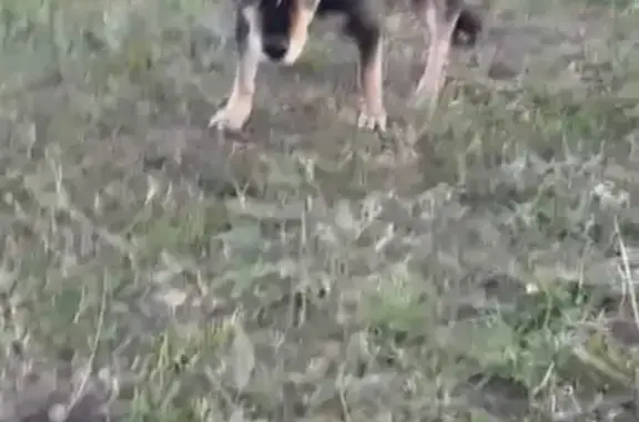 Пропала собака в посёлке Клёны, Саратовская область