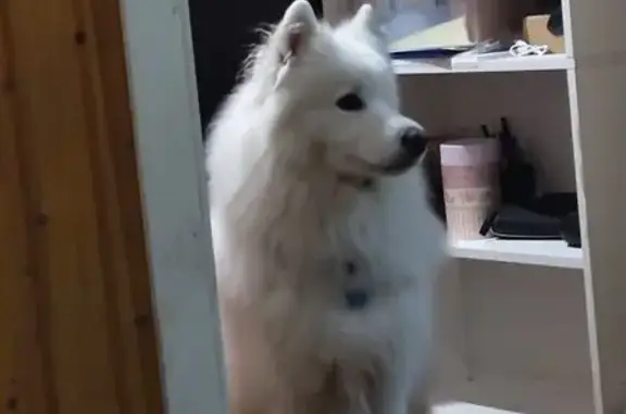 Собаки потеряшки, Калужская область, фото: Потеряшка собака в Калуге, Калужская обл.