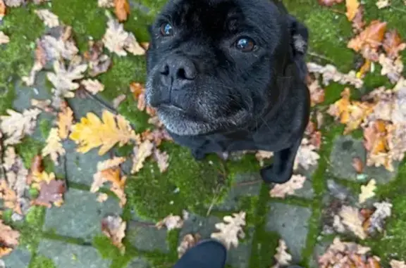 Найдена собака, Светлогорск, фото: Собака найдена: Светлогорск, Октябрьская 2А