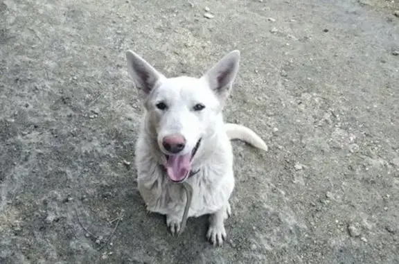 Собака найдена: Партизанский пер., Ялта