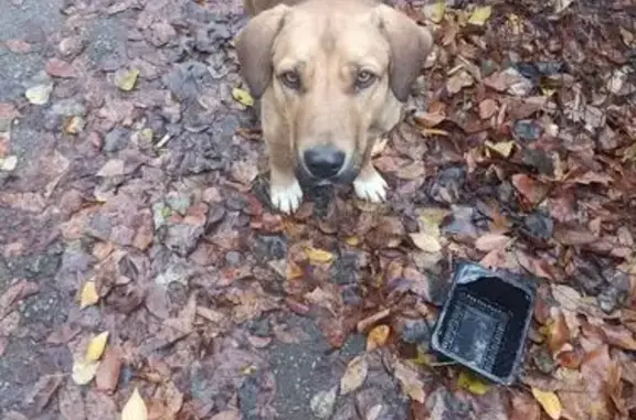 Пропала собака, Моршанская 8, Липецк