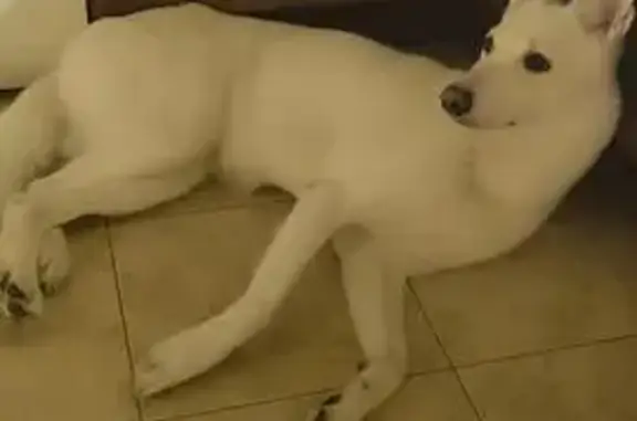 Собака найдена на Космонавта Волкова, 18А