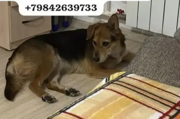 Собака найдена, ул. Льва Толстого, Хабаровск