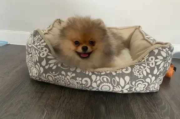 Пропала собака, ул. Дерябиной 43, Екб