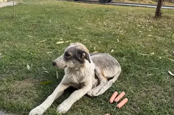 Собака найдена: ул. Энгельса, Челябинск