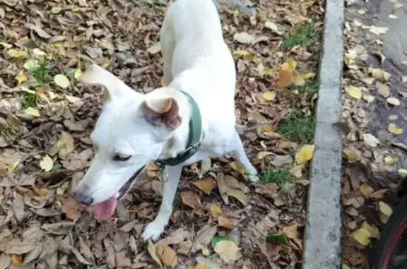 Собака найдена на Пирогова 15/2, Ставрополь