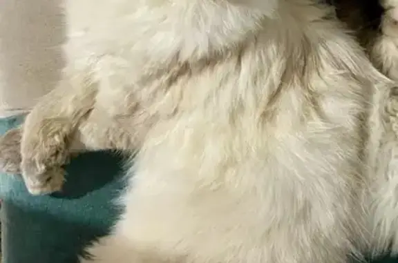 Пропала кошка, ул. Бажова 8, Косой Брод