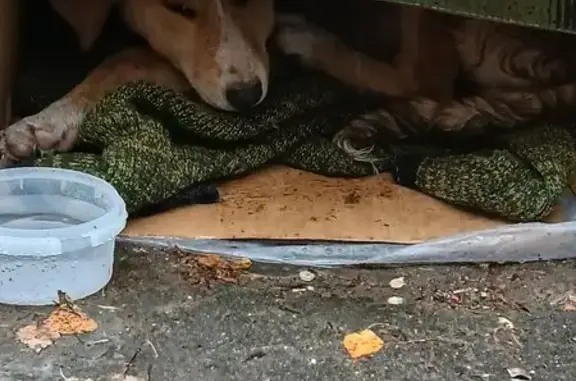 Рыжий щенок найден на Королёва, 67