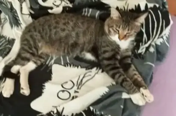 Кошки потеряшки, Бийск, фото: Потеряшка кошка, Бийск, ул. Мартьянова, 45