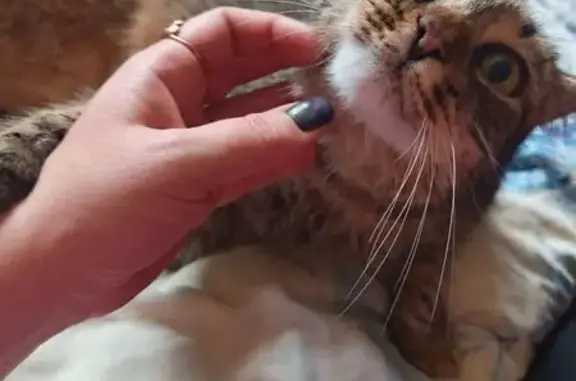 Пропала кошка, ул. Циолковского, 21А