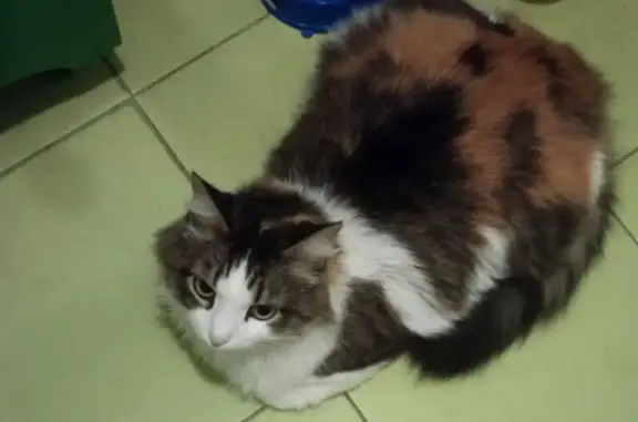 Кошка найдена: ул. Землячки, Волгоград